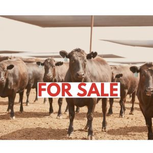 SOLD Mort & Co, Darling Down Region, Queensland, Australia