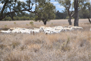 Issac Well Station property photograph