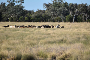 Issac Well Station property photograph