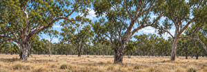 Issac Well Station property photograph